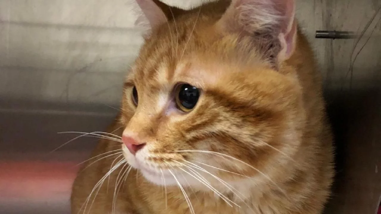 Kaybolan kedi, 10 yıl sonra evine geri döndü