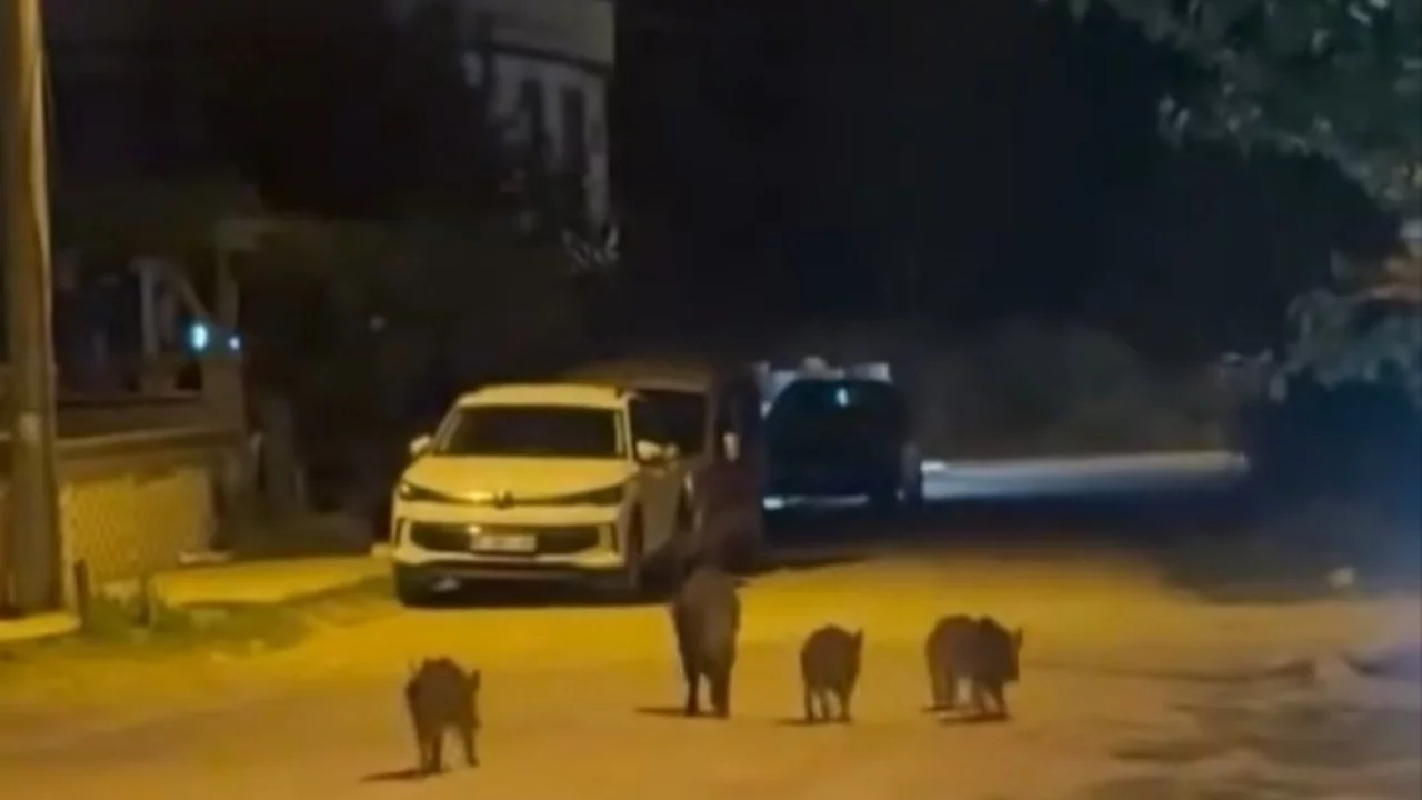 Bursa'nın Karacabey ilçesinde yaban domuzları yerleşim alanına indi