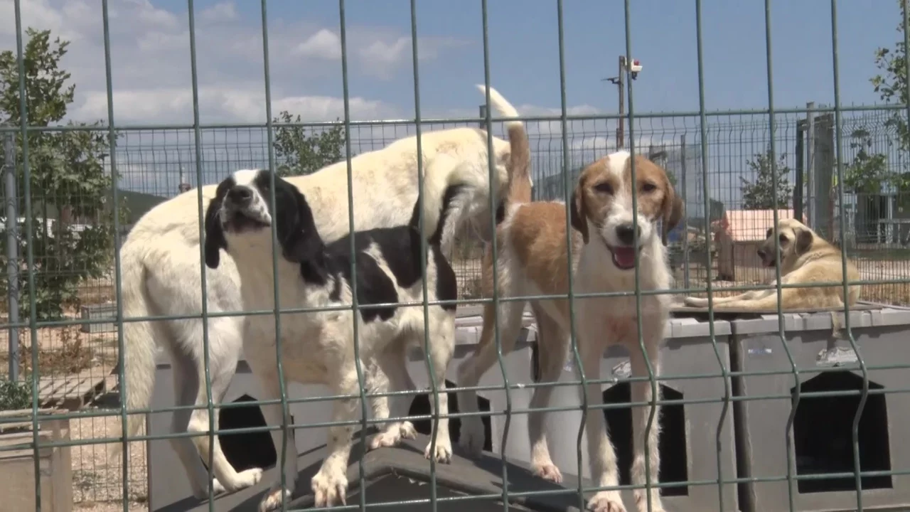 Birkaç köpekle başladı, Bursa'da bin 200 cana yuva oldu
