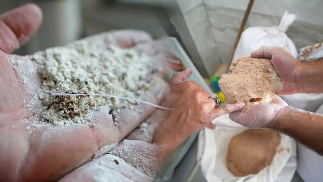 Un fabrikasında şoke eden görüntü: 30 ton böceklenmiş bozuk un ele geçirildi