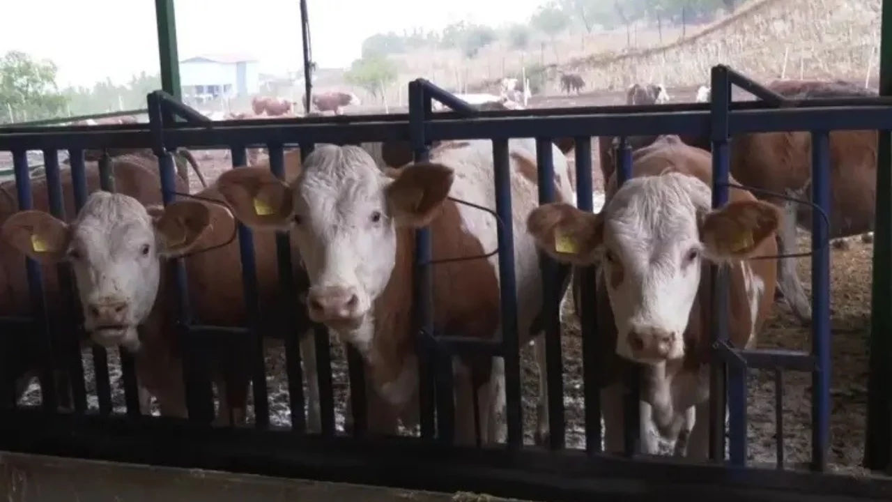 Kaliteli süt nasıl anlaşılır? Bursa'daki üretici anlattı