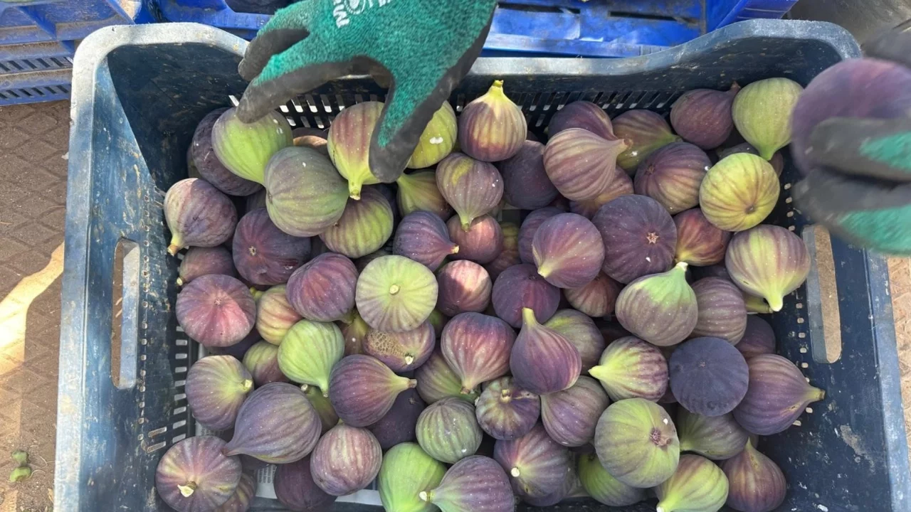 "Bursa Siyahı" incirinde hasat başladı