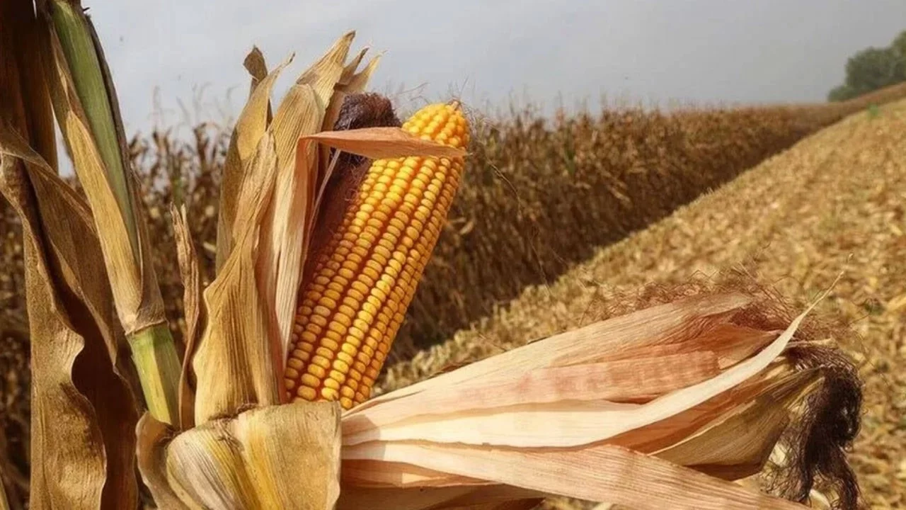 El Nino etkisi, mısır fiyatlarını 3 yılın zirvesine taşıdı