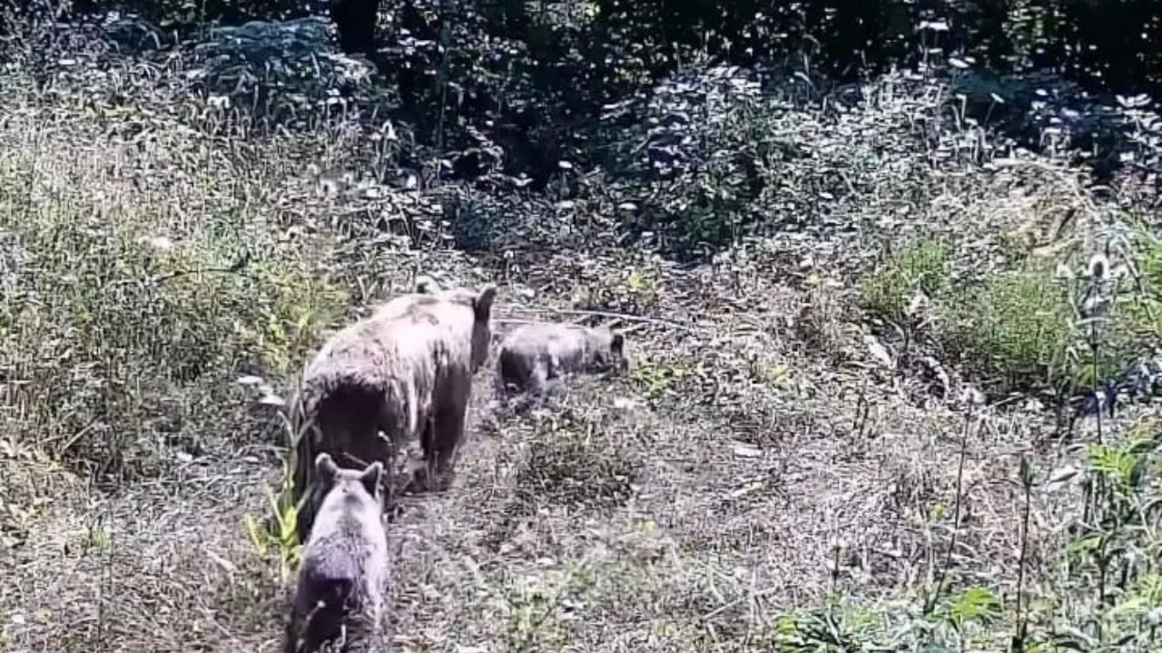 Bursa'nın İnegöl ilçe kırsalında yaban hayatı fotokapana takıldı
