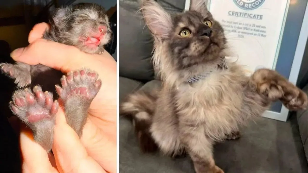 29 parmaklı kedi Erebus, Guinness Dünya Rekoru'nu kırdı