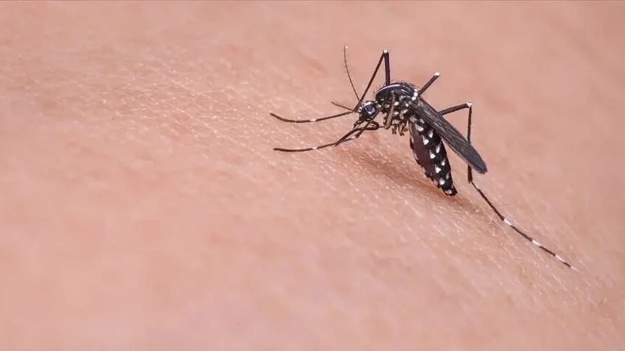 Kuzey Makedonya'da Batı Nil virüsü can almaya devam ediyor
