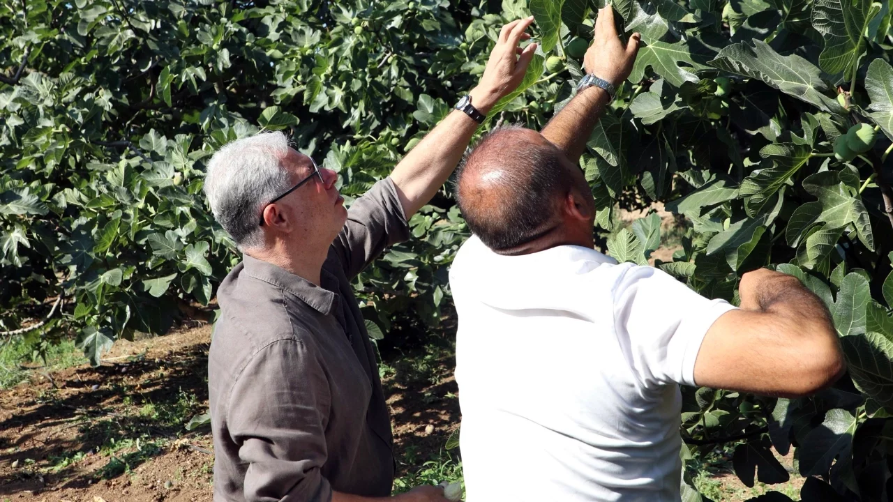 Mudanya Belediye Başkanı Dalgıç'tan incir üreticilerine hasat ziyareti