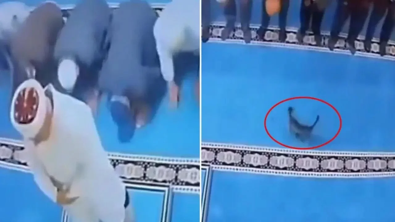 Camide kediyi tekmeleyen şüpheli serbest bırakıldı