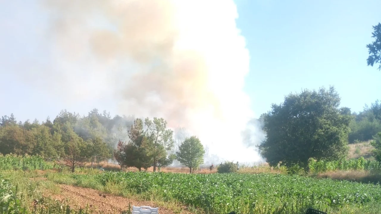 Bursa'da orman yangını çıktı
