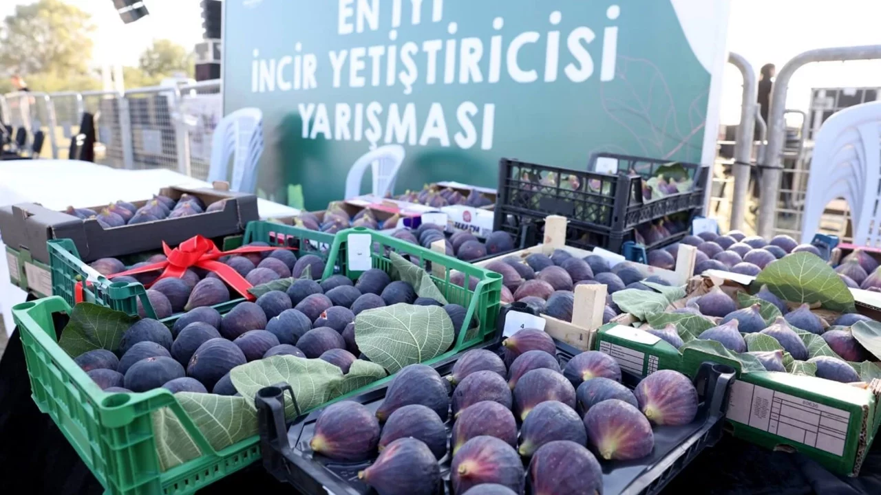 Nilüfer'de geleneksel Akçalar Fadıllı İncir Festivali 13 Eylül'de gerçekleşecek