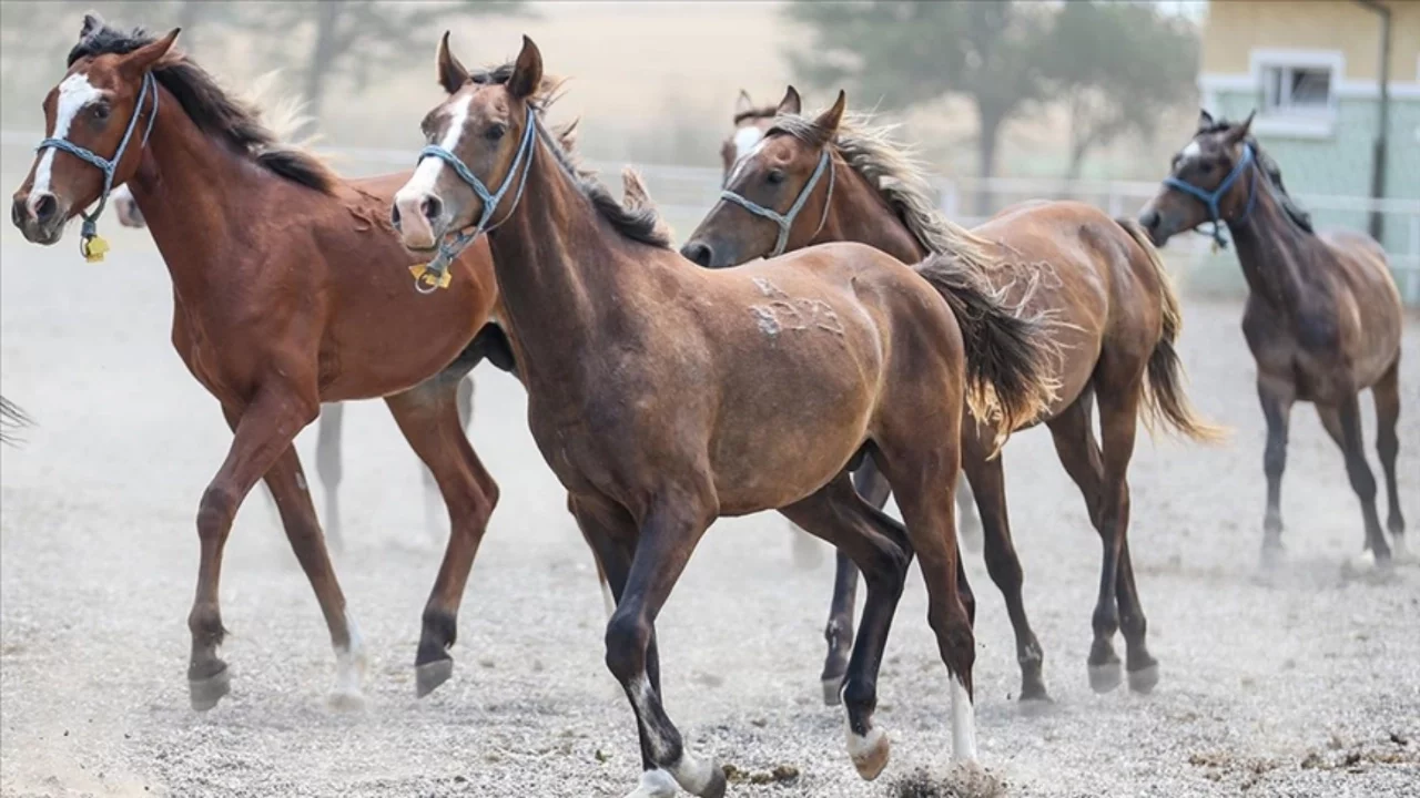 15 safkan Arap tayı satışa çıkıyor