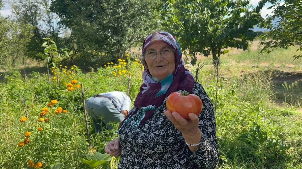 Ata tohumu ve güvercin gübresiyle dev domatesler yetiştirdiler