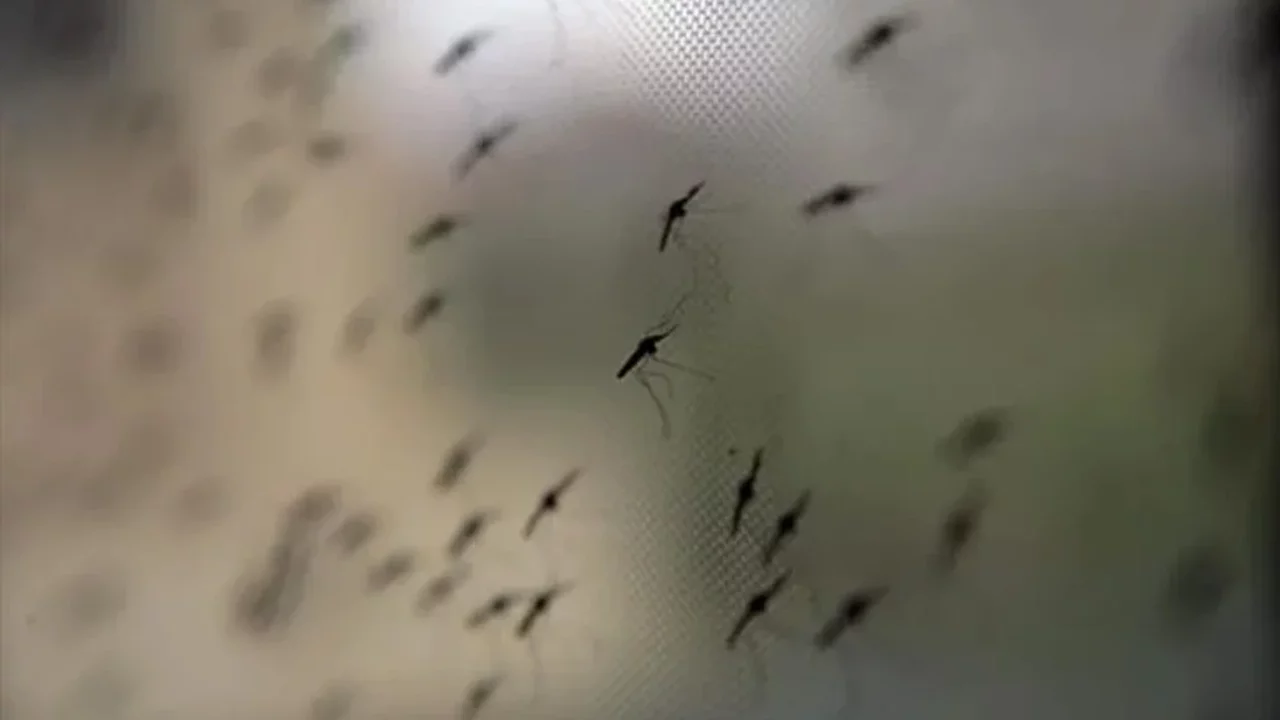 Dang humması can almaya devam ediyor