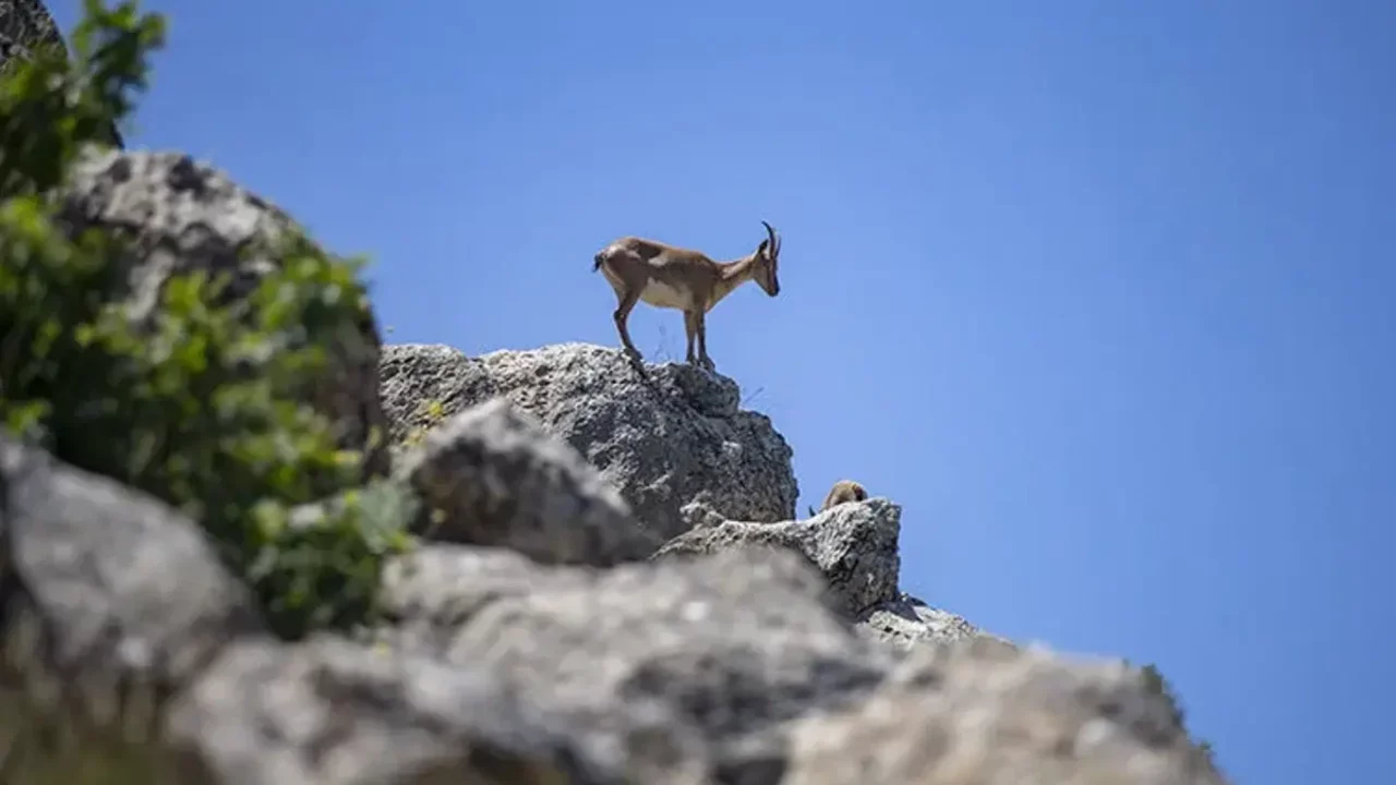 Tunceli'nin kutsal keçilerine sınırsız ve süresiz koruma