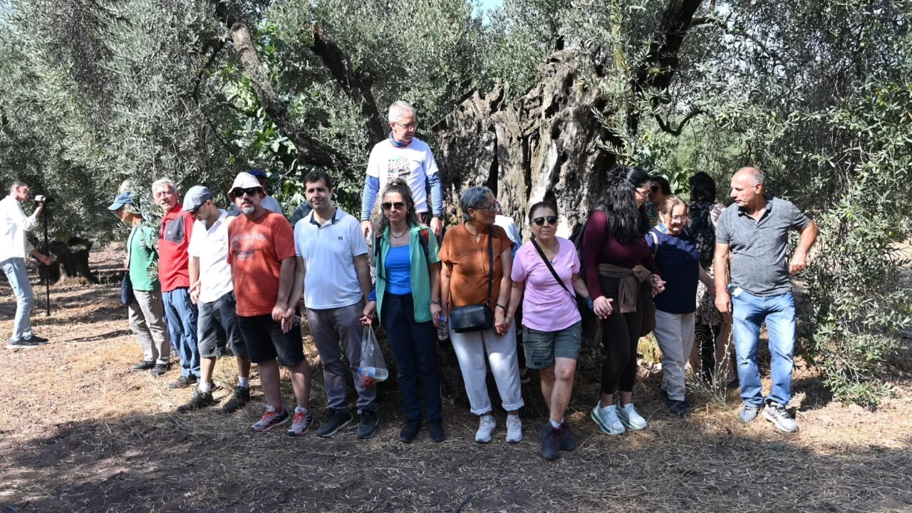 Gemlik'te asırlara meydan okuyan zeytin ağacı: 1500 yıldır meyve veriyor