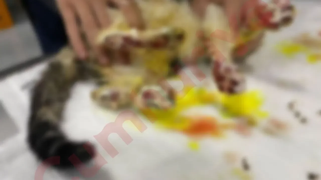 Keçiören'de kedilere yönelik şiddet iddiası