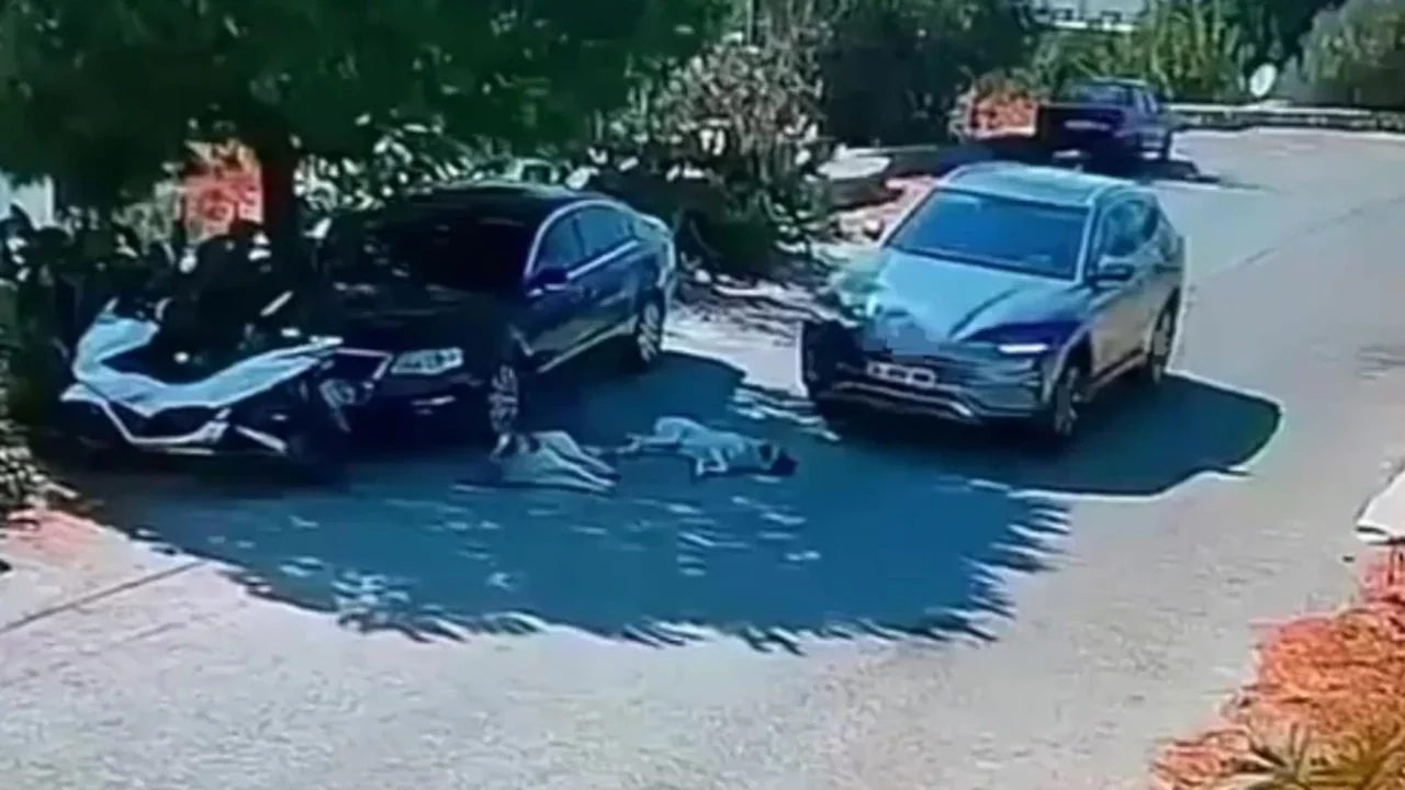 'Pes' dedirten anlar: Otomobiliyle köpeklerin üzerinden geçti