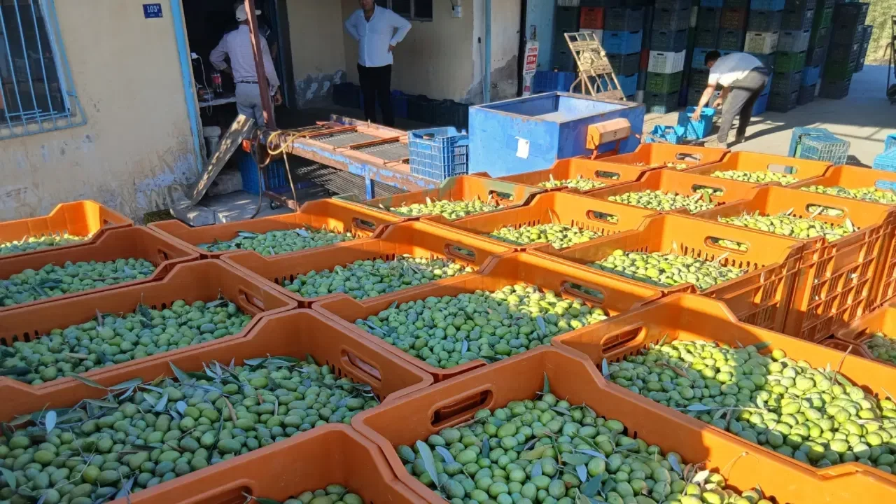 Zeytin üreticilerinden fiyatlara tepki