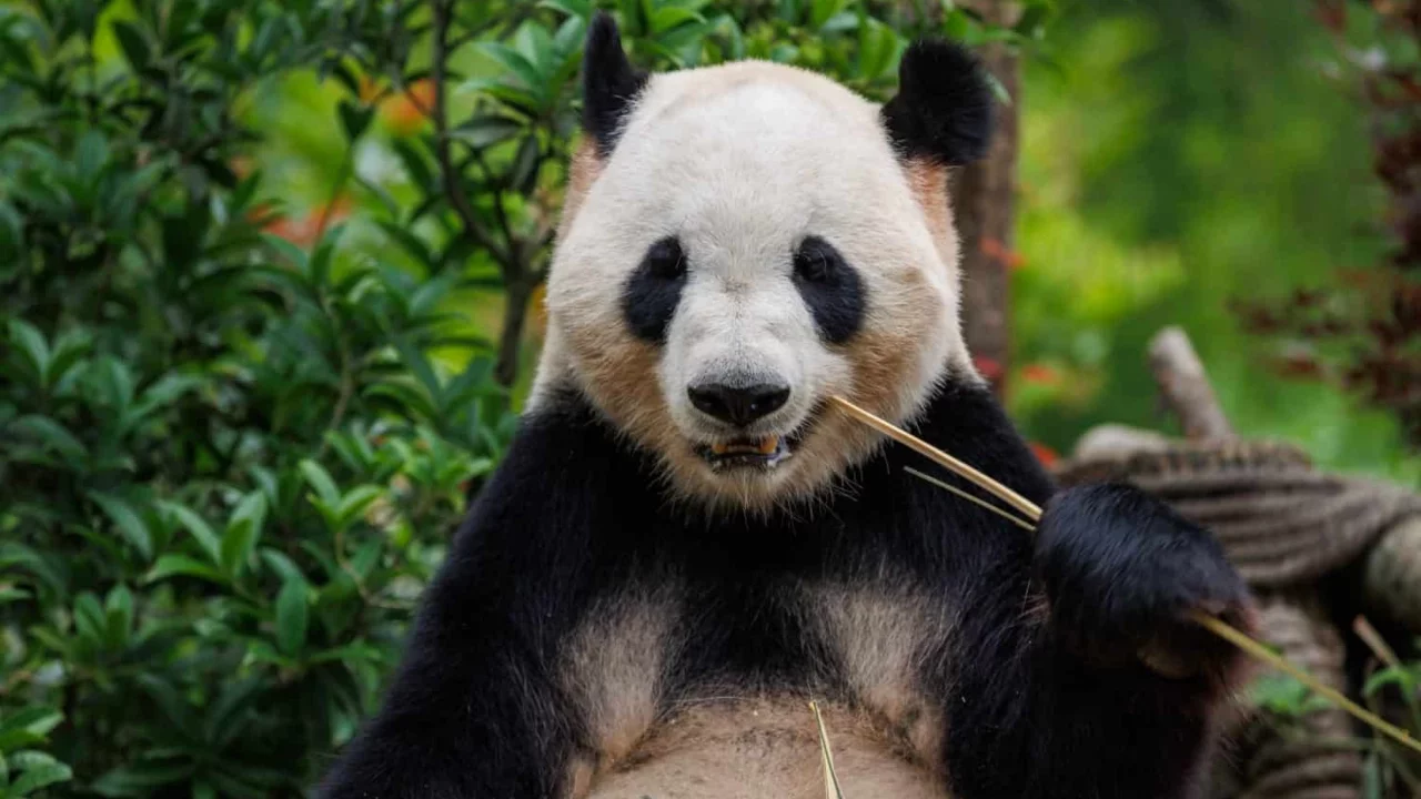 Çin, ABD'ye iki panda gönderiyor