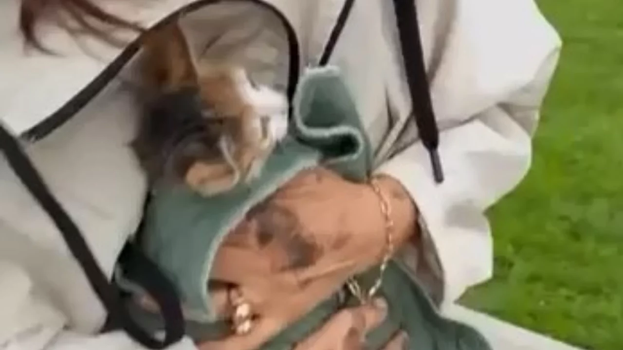 Bursa'da yola atlayan kedi aracın tekerine sığındı, kurtarma anı kamerada