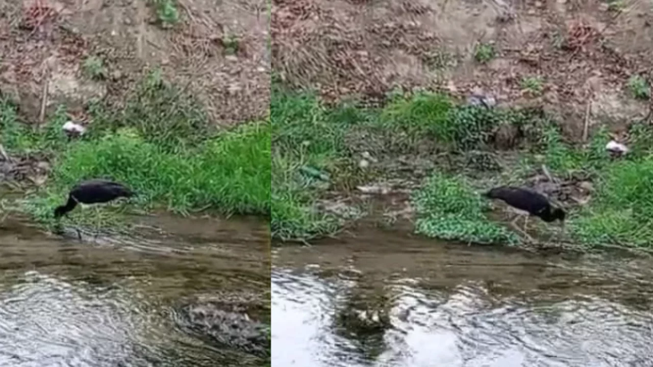Nadir görülen kara leylek Bursa'da görüntülendi