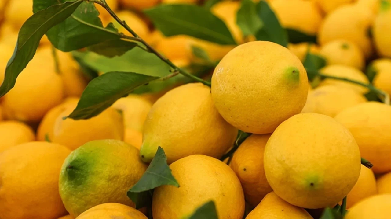Market ile üretici arasında en çok fiyat farkı limonda!