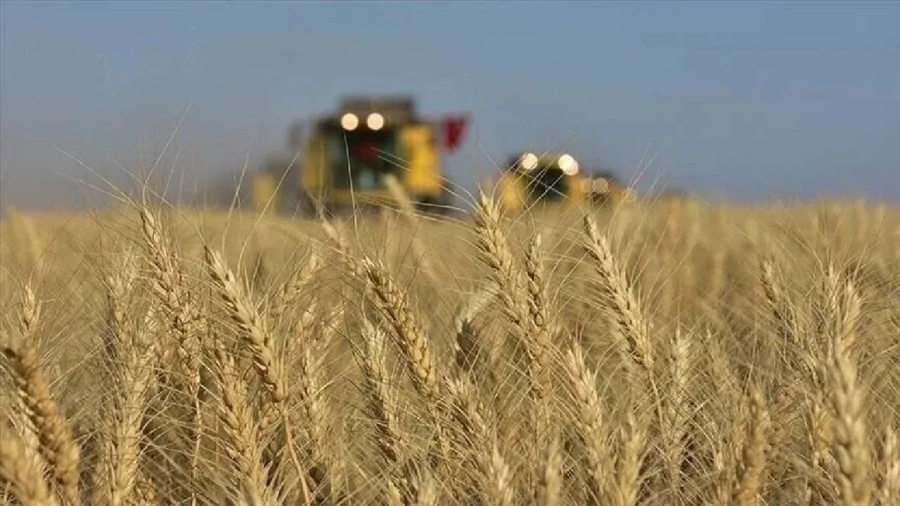 Toprak Mahsulleri Ofisi'nden karar: 5,5 milyon ton buğday arz edilecek