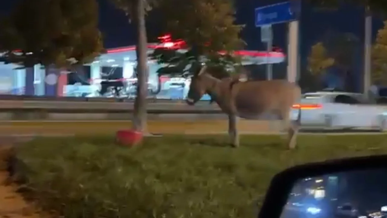 Bursa'da ilginç görüntü! Eşeğini ağaca bağlayıp ortadan kayboldu