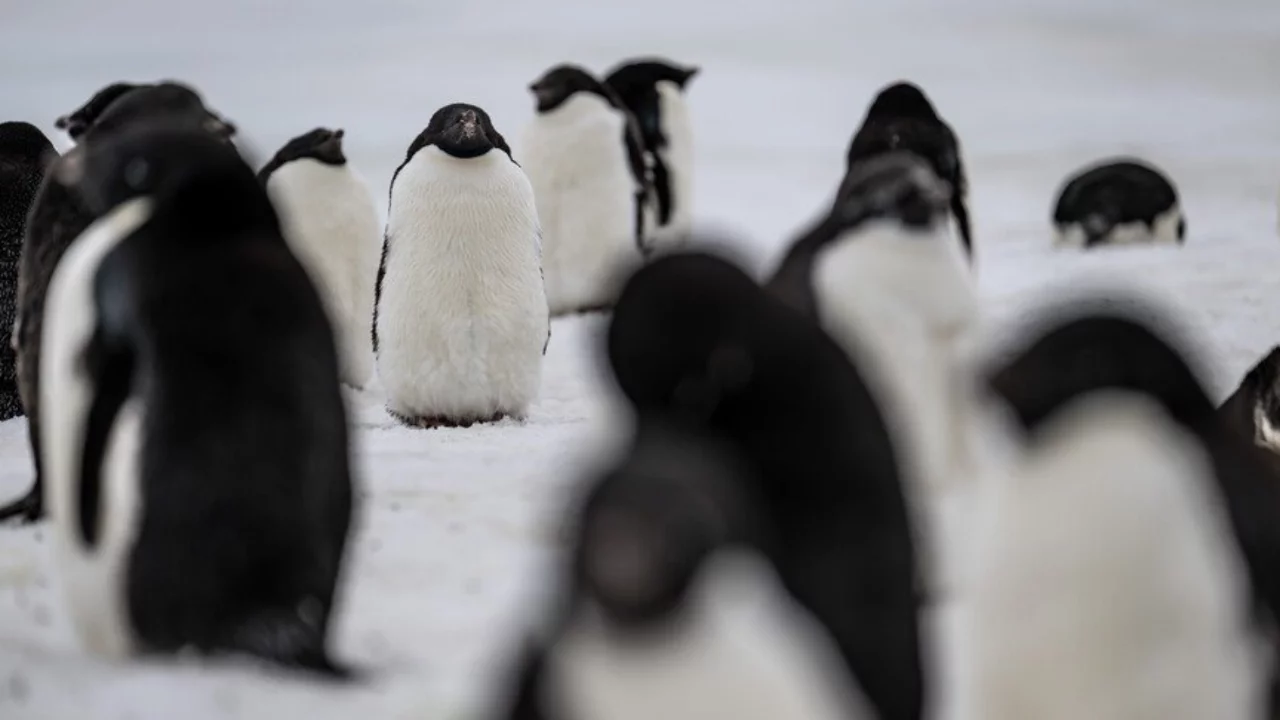 Dünyanın en büyük penguen kolonisinde popülasyonun çeyreğinden fazlası öldü