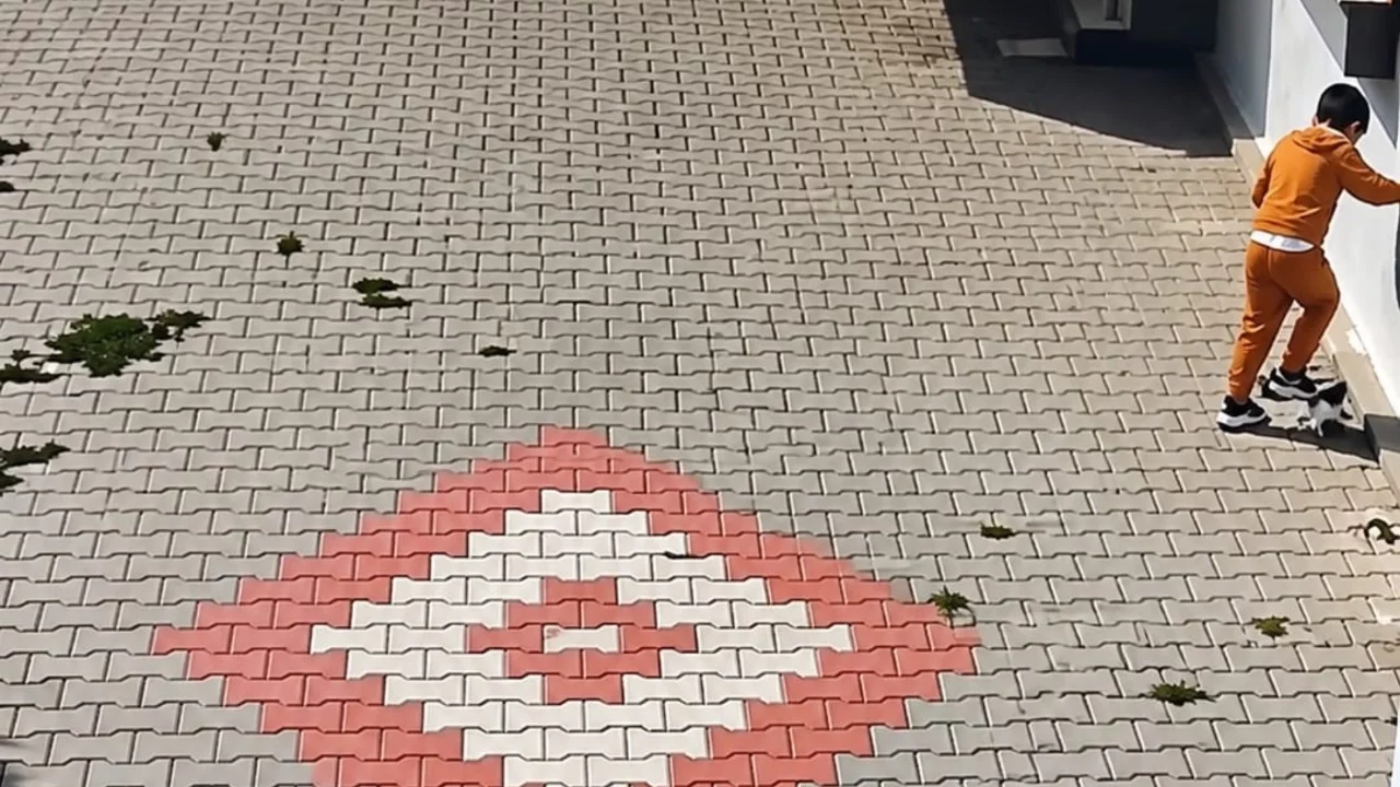 Balıkesir'de kediye işkence iddiası tepki topladı