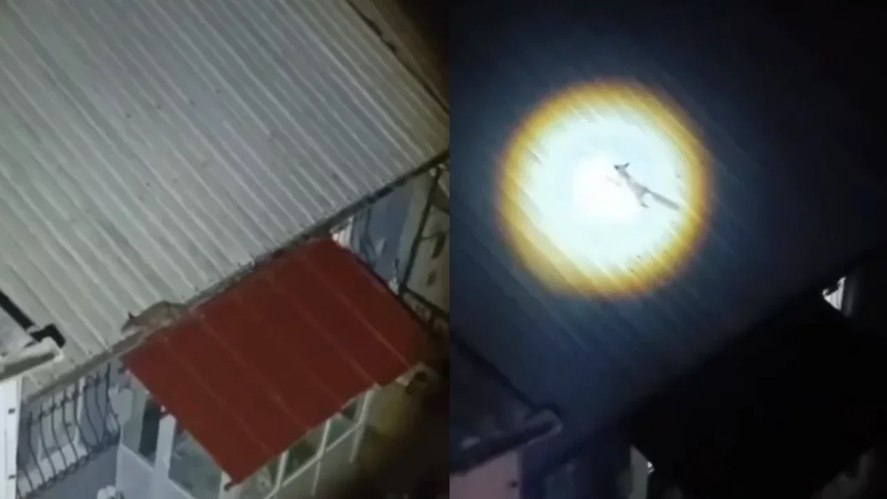 Bursa'da yolunu şaşıran tilki evin çatısında görüntülendi