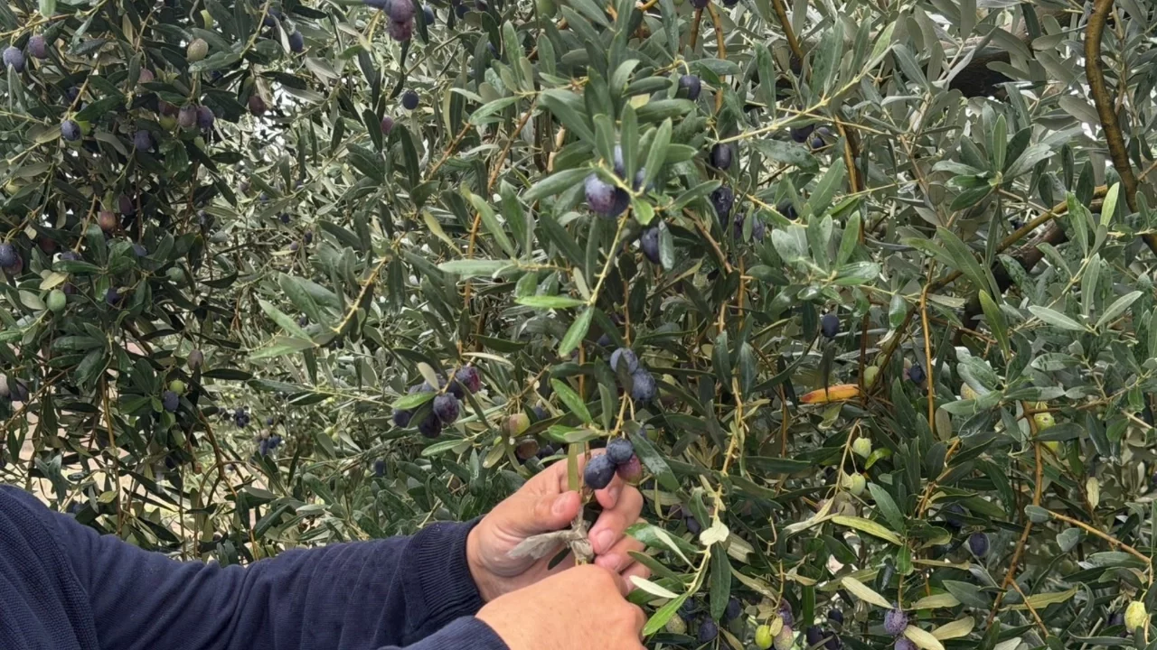 Marmarabirlik açıkladı! Türkiye'de zeytin rekoltesinde Cumhuriyet rekoru bekleniyor