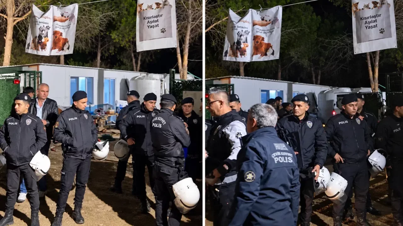 İzmir Ege Üniversitesi'nde yaklaşık 200 köpek toplatıldı, kampüste arbede yaşandı!