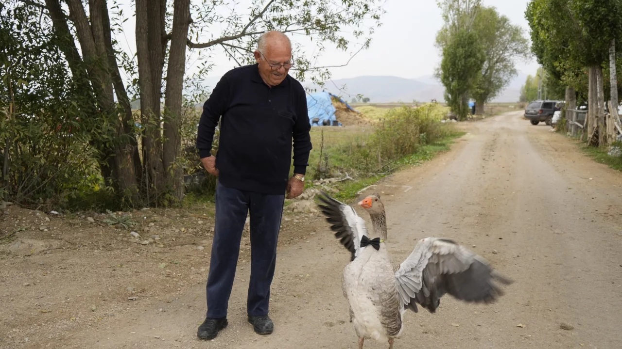 Sürünün dışladığı kaz, İsmail dedenin peşini bırakmıyor