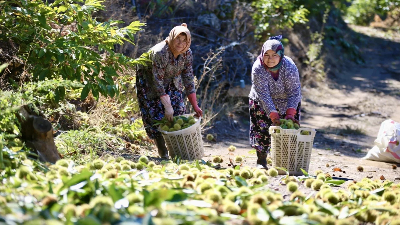Tehlikeli hasat başladı; metrelerce yükseğe çıkıyorlar