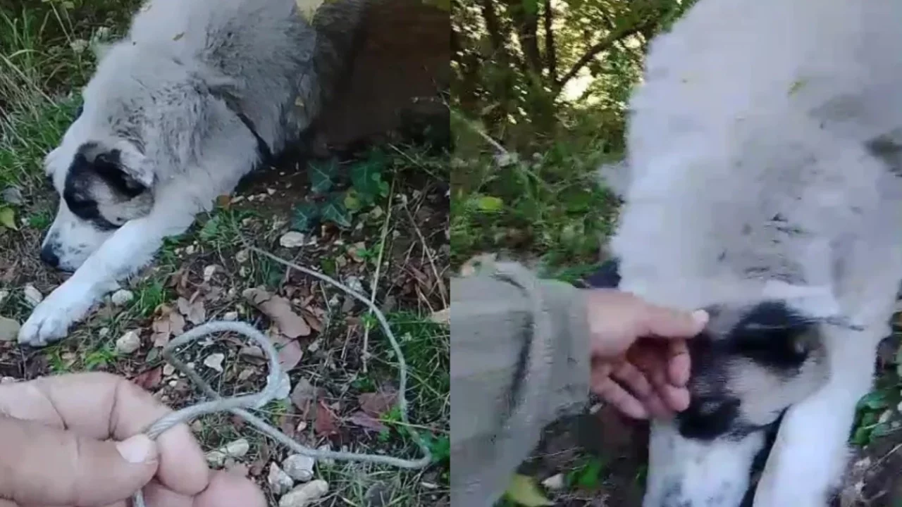 Bursa'da ormanda tuzağa yakalanan köpeği arama kurtarma ekipleri kurtardı