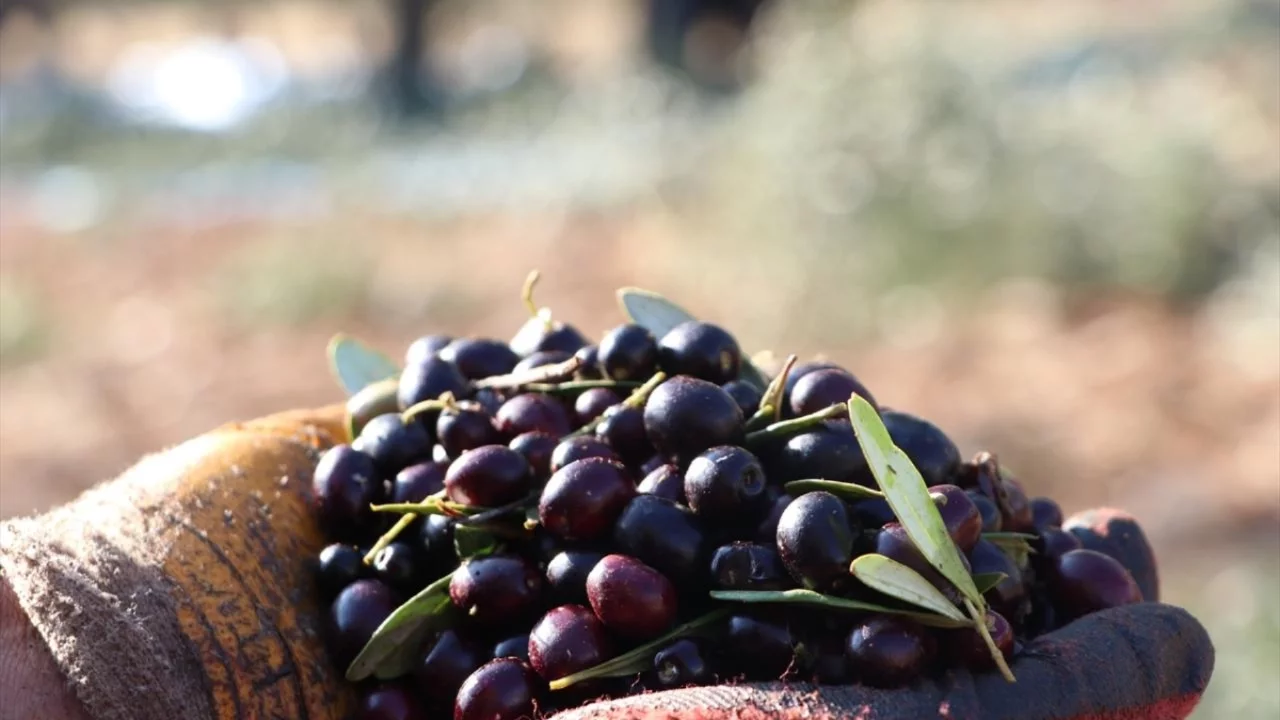 Zeytin üreticileri isyanda: 'Her şey bitik, hiçbir şey para etmiyor'