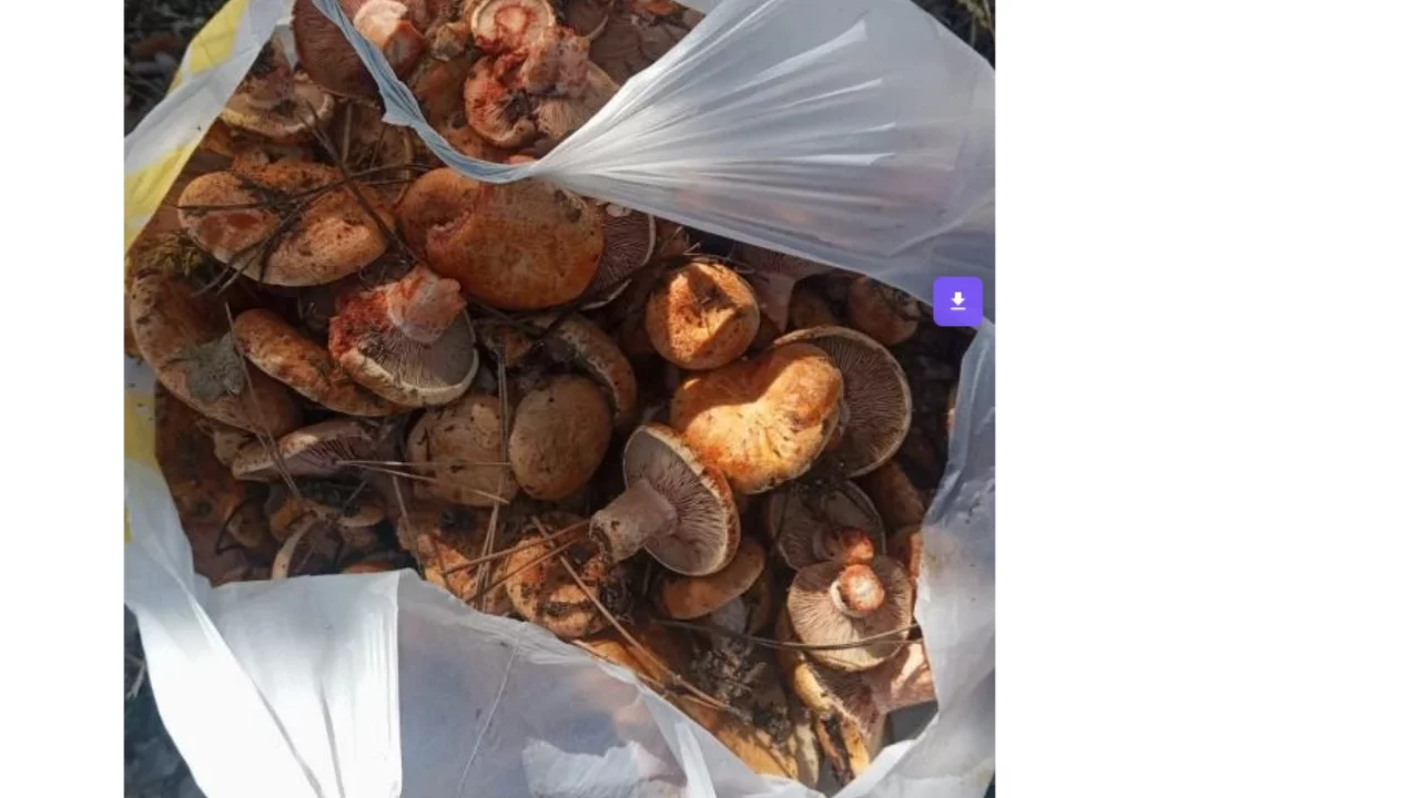 Ankara'da kanlıca mantarı hasadı başladı