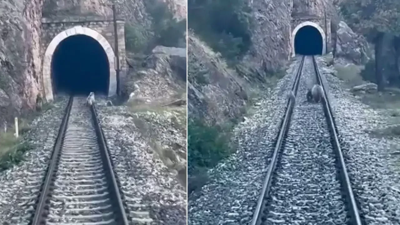Sivas'ta ayı ailesi yolcu trenini durdurdu: O anlar kameraya yansıdı