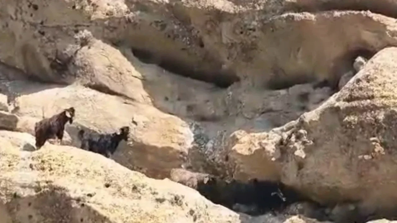 Tunceli'de 70 metre yükseklikte mahsur kalan keçiler kurtarıldı