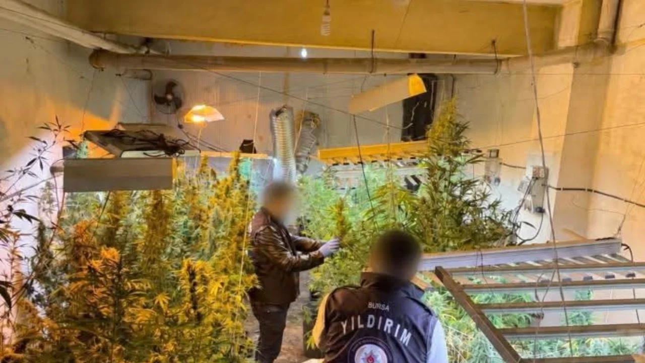 Bursa'da kasap dükkanını kenevir serasına çevirdi